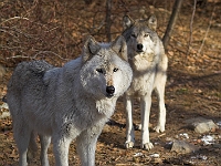 Lakota Wolf Preserve